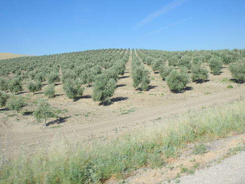 Olive Groves.